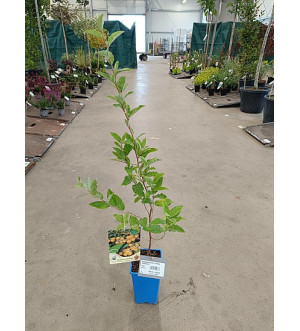 Elaeagnus umbell. 'Pointilla Fortunella'® RP 1,6 L